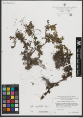 Foto von Salix serpyllifolia Scop.